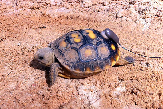 Basking Behavior of Juvenile Gopher Tortoises - Tall Timbers